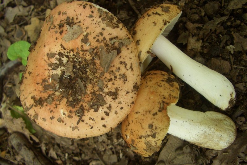 Russula da determinare 2